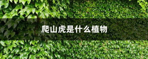 爬山虎是什么植物，叶子有什么特点