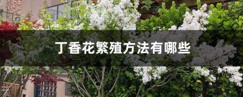 丁香花繁殖方法有哪些，丁香花好养吗