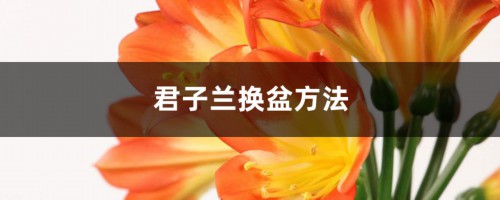 君子兰换盆方法，君子兰换盆注意事项