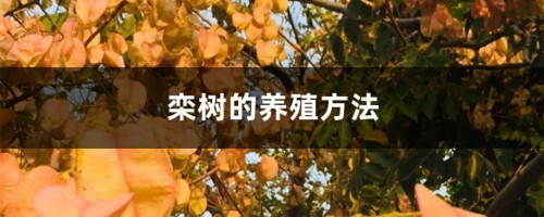 栾树的养殖方法