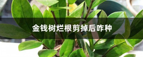 金钱树烂根剪掉后咋种