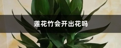 莲花竹会开出花吗