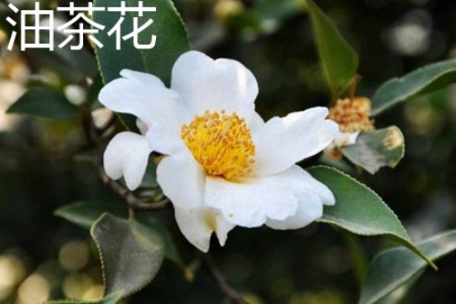 油茶花