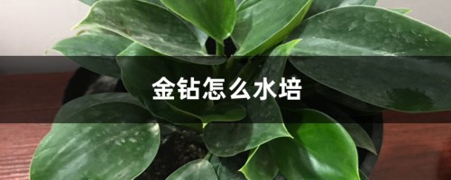 金钻怎么水培