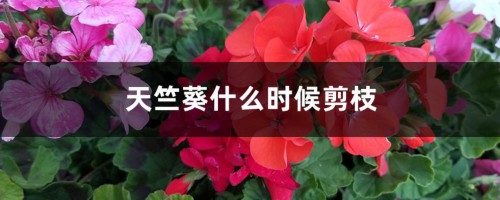 天竺葵什么时候剪枝 冬天可以剪枝吗