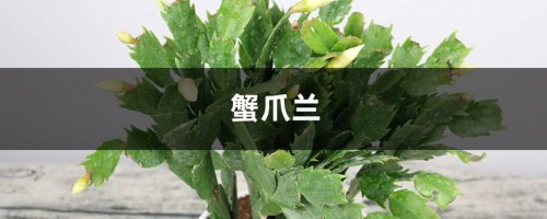 长寿蟹爪兰，用了这种土，蹭蹭长个冒花芽！