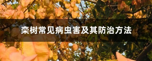 栾树常见病虫害及其防治方法