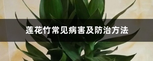 莲花竹常见病害及防治方法