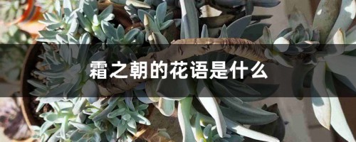 霜之朝的花语是什么