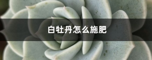 白牡丹怎么施肥