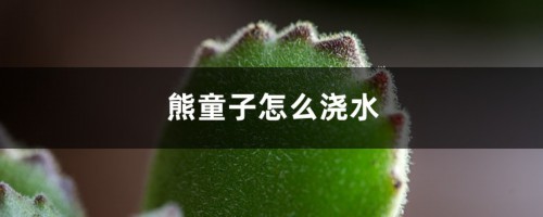 熊童子怎么浇水