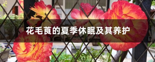 花毛莨的夏季休眠及其养护