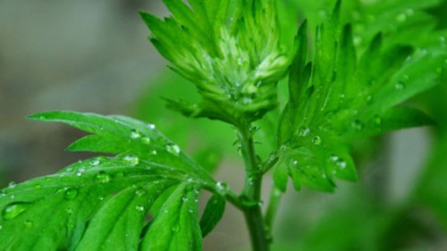 夏天养那些植物可以驱蚊