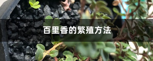 百里香的繁殖方法